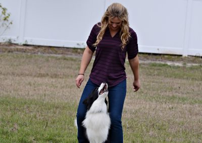 Dog Day Care and Training in Land O’Lakes Florida 42
