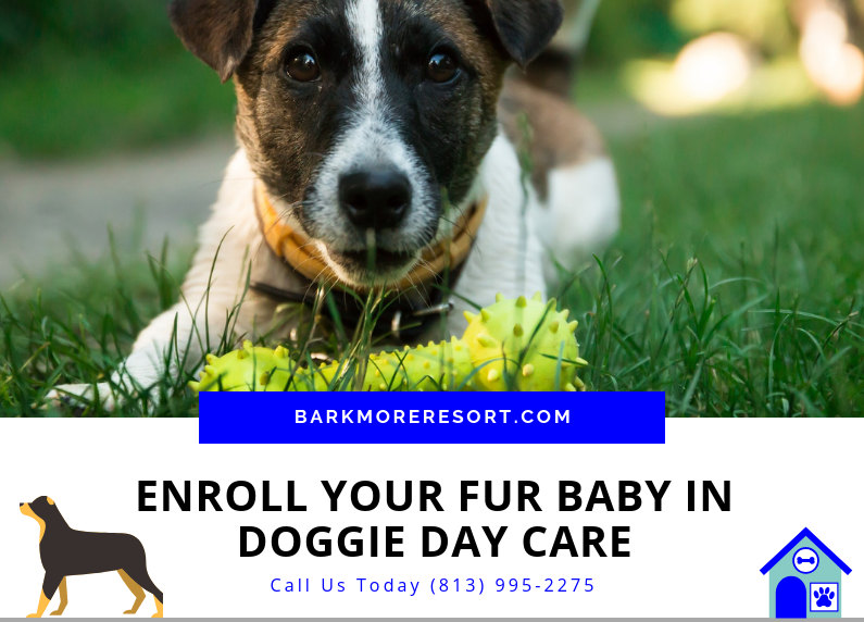 A Doggie Day Care Has Many Benefits for Your Pet