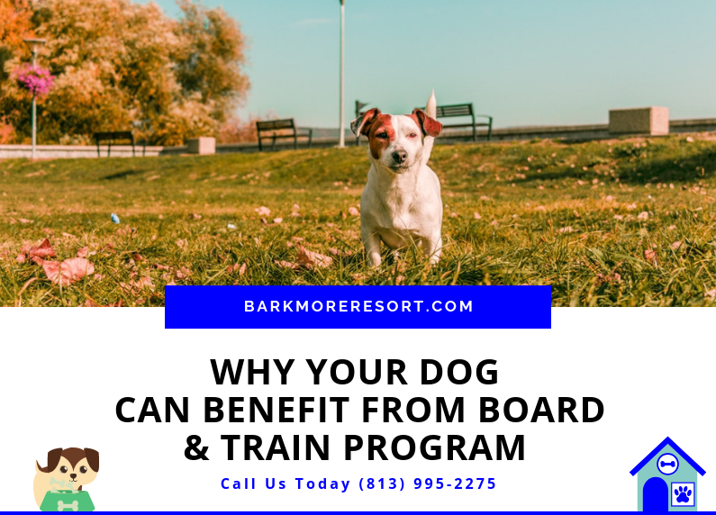 Why Your Dog can Benefit from Board and Train Program in Land O’ Lakes