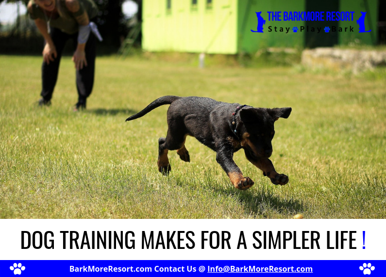 Local Dog Training