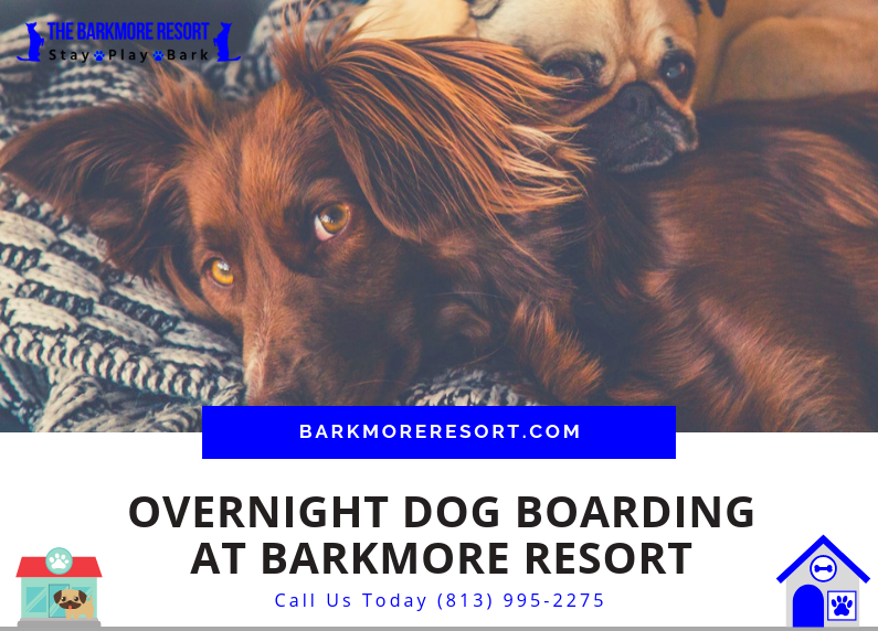 Overnight Dog Boarding in Land O' Lakes Florida