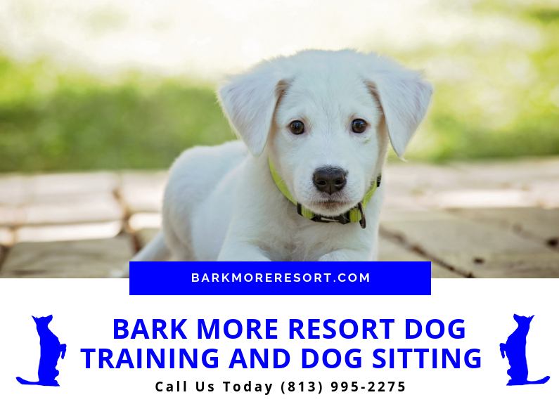 Local dog training and dog sitting services in Land O' Lakes Pasco County.