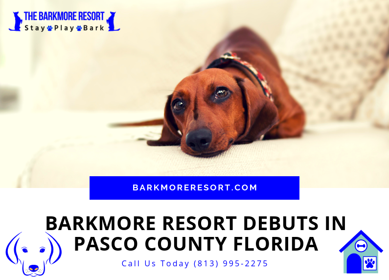 Doggy Day Care, Overnight Dog Training & Boarding in Pasco County Florida