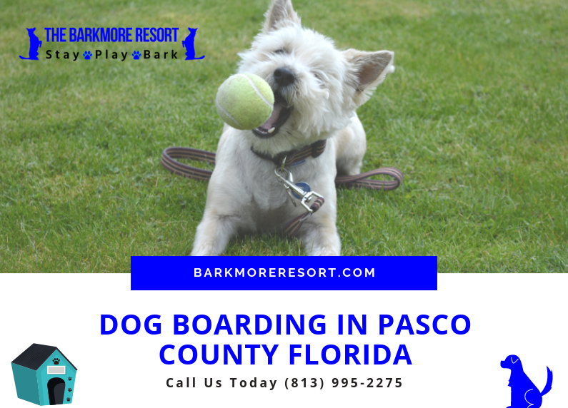 Dog Boarding Pasco County Florida