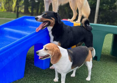 DOG BOARDING SERVICES IN LAND O’LAKES