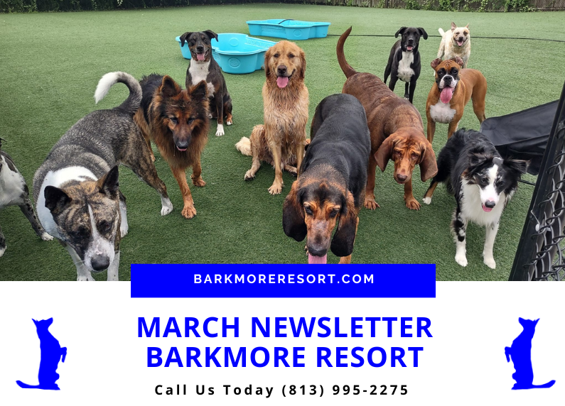 March Newsletter –  BarkMore Resort